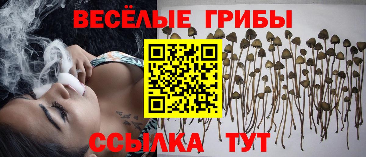 Галлюциногенные грибы Psilocybe Нарткала